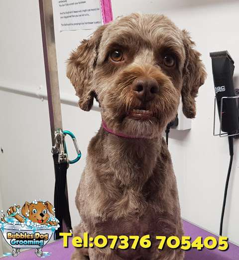 Bubbles dog grooming photo